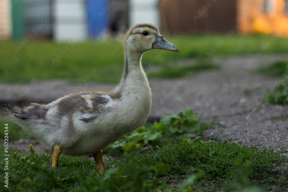 Obraz premium goose on the grass