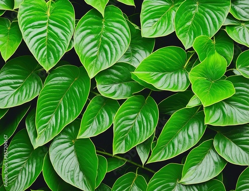 green leaves background