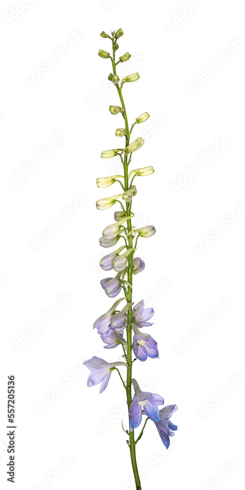 Beautiful blue delphinium flower isolated on white background. Nature concept.