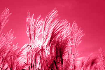 Acrylglasbilder Pantone 2023 Viva Magenta Fluffy soft Mikantus in the wind against the sun against the magenta sky  © Надія Сенько