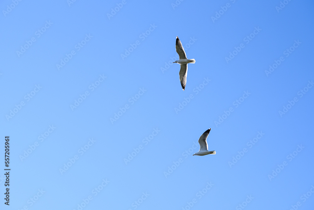 Seagulls flying under blue skies Seagulls flying under blue skies