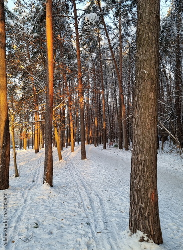 Pine forest on a sunny winter day at dawn. Pine trees, snow, snowdrifts. Ski track between the trees in the forest.