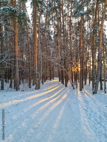 Pine forest on a sunny winter day at dawn. Pine trees, snow, snowdrifts. The road going into the distance.