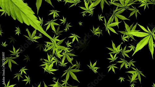 Isolated abstract exploding cannabis leaves. Overlay. Black background. 29,97fps