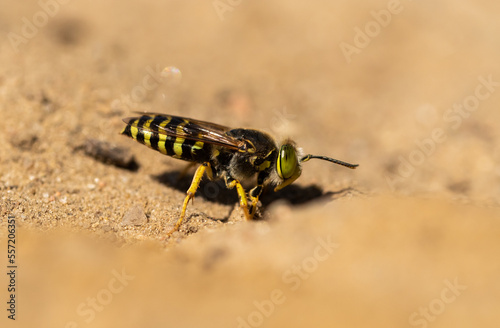 Kreiselwespe (Bembix rostrata) close up  photo