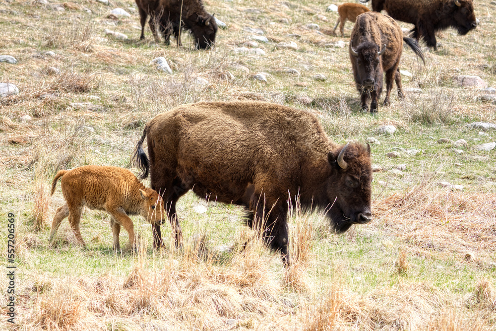 Custer State Park