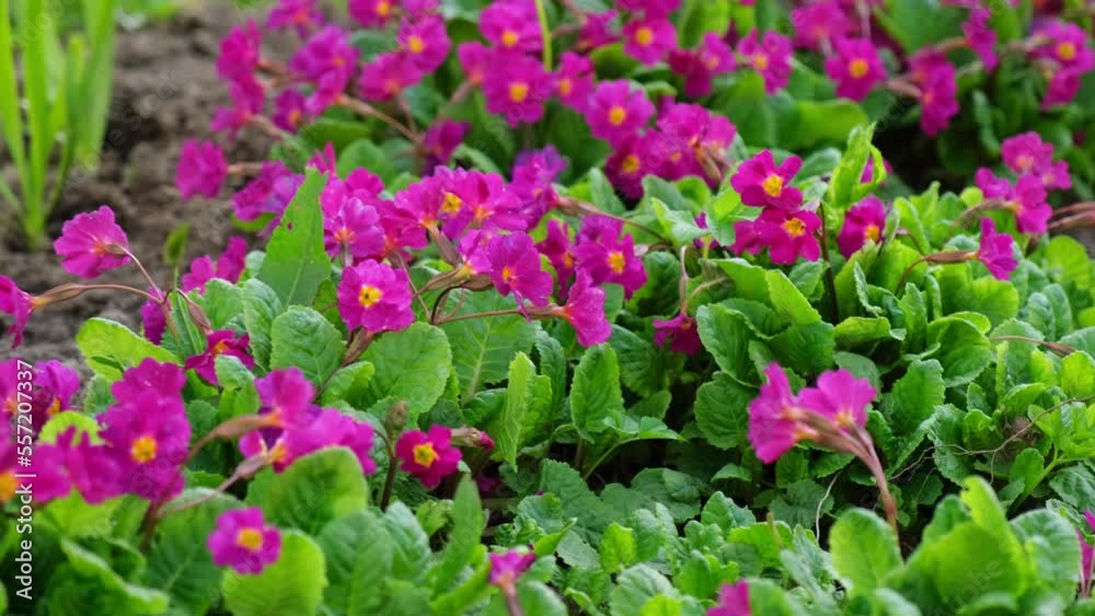 Easter concept. Primrose Primula with yellow and pink flowers in flowerbed in spring time. Inspirational natural floral spring or summer blooming garden or park. Hello spring Easter concept. Primrose Primula with yellow and pink flowers in flowerbed in spring time. Inspirational natural floral spring or summer blooming garden or park. Hello spring