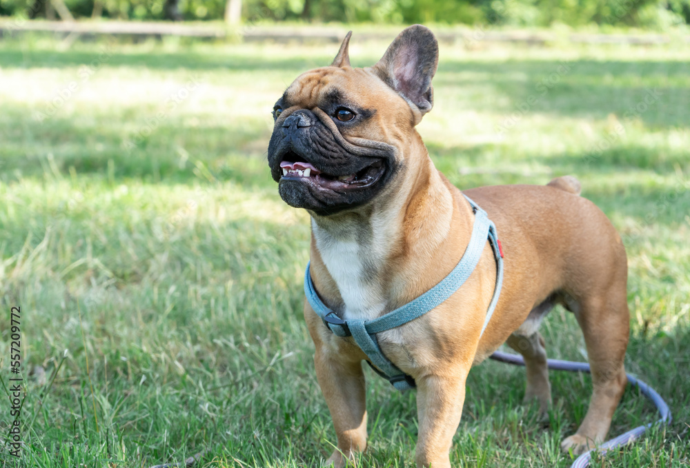 French bulldog puppy in the park. Close up portrait