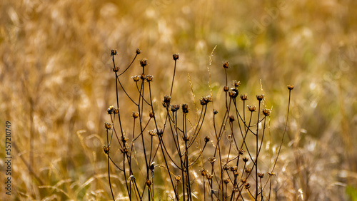 dried grass in the wind
