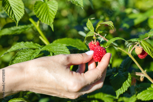 a woman's hand picks a raspberry from a bush