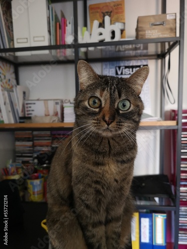 
CAT IN STUDIO BACHELOR