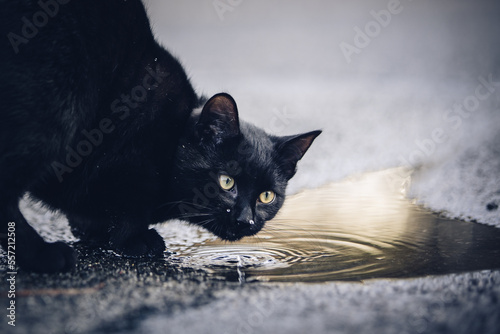 Black Cat