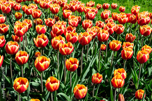 Many delicate vivid red and yellow tulips in full bloom in a sunny spring garden  beautiful outdoor floral background photographed with soft focus