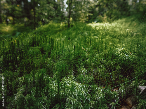 grass in the forest