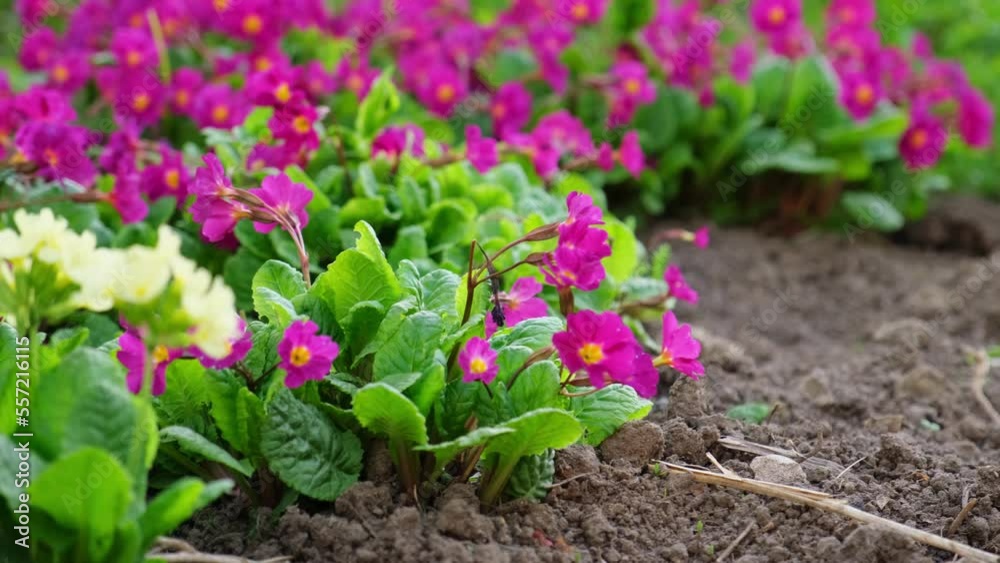 Easter concept. Primrose Primula with yellow and pink flowers in flowerbed in spring time. Inspirational natural floral spring or summer blooming garden or park. Hello spring Easter concept. Primrose Primula with yellow and pink flowers in flowerbed in spring time. Inspirational natural floral spring or summer blooming garden or park. Hello spring