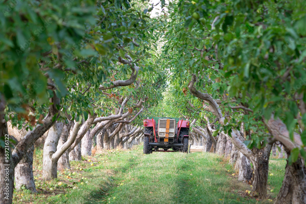 Old tractor with trailer in the apple trees orchard Old tractor with trailer in the apple trees orchard