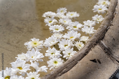 Fototapeta Naklejka Na Ścianę i Meble -  białe kwiatki w fontannie 