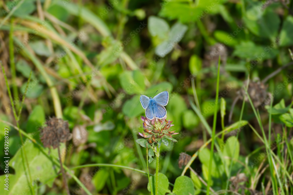 Common Blue (Polyommatus icarus) butterfly sitting on a pink flower in Zurich, Switzerland