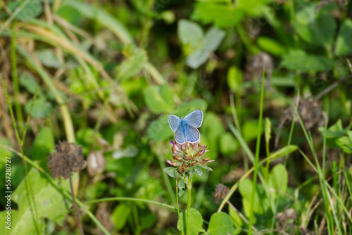 Common Blue (Polyommatus icarus) butterfly sitting on a pink flower in Zurich, Switzerland