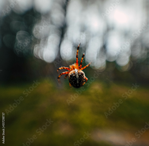 spider on a web