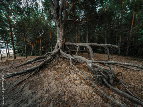 roots in the forest