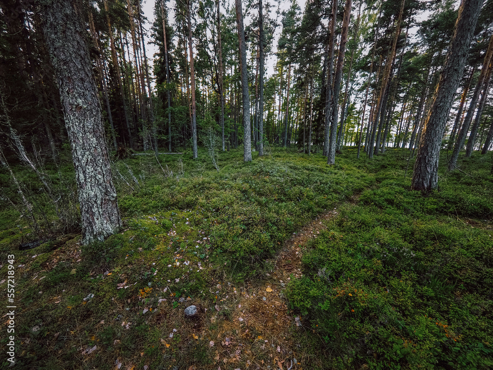 Obraz premium footpath in the woods
