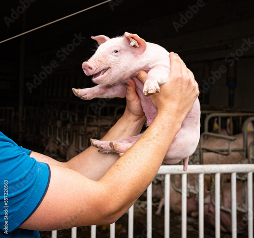 Ein Ferkel wird unter den Vorderfüßen , an der Brust, von zwei Menschenhänden in die Höhe gehoben.