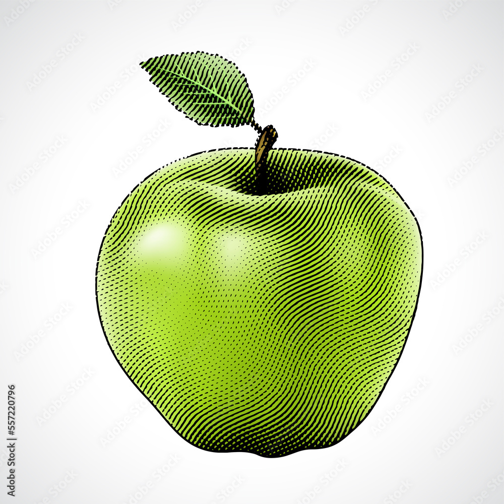 Scratchboard Engraved Apple with Green Fill Stock Illustration Adobe