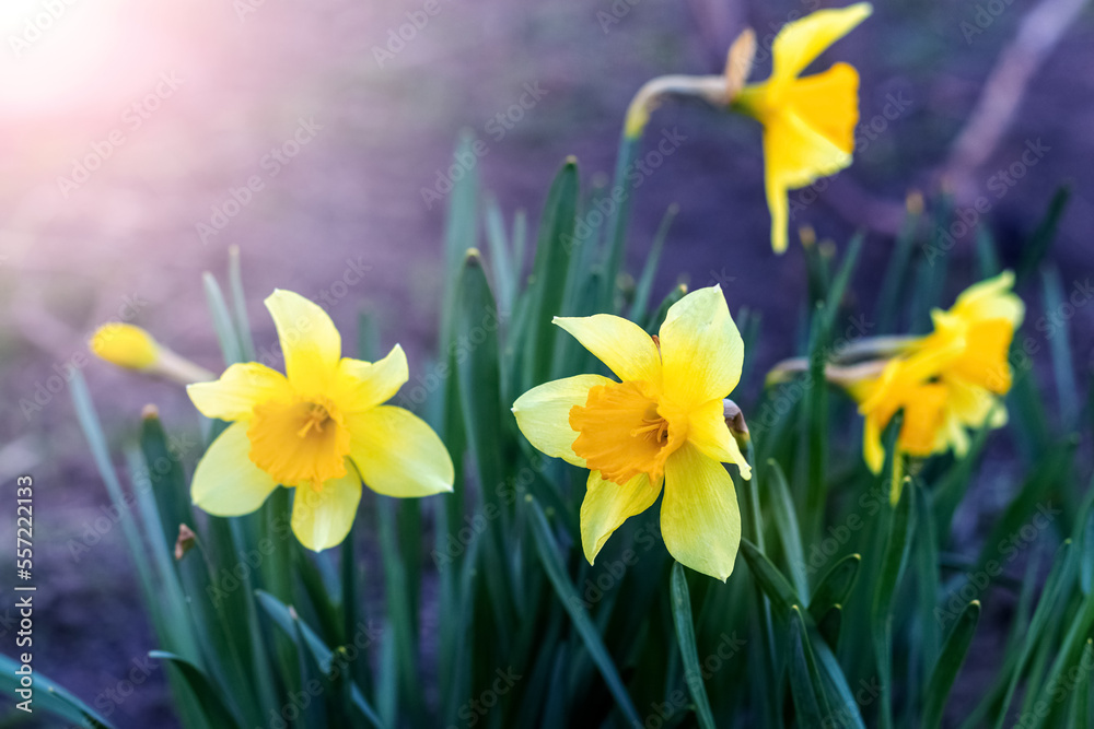 Obraz premium Yellow daffodils on a flower bed in spring in sunny weather