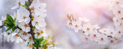 Cherry plum branches with flowers at sunset in soft pastel colors © Volodymyr