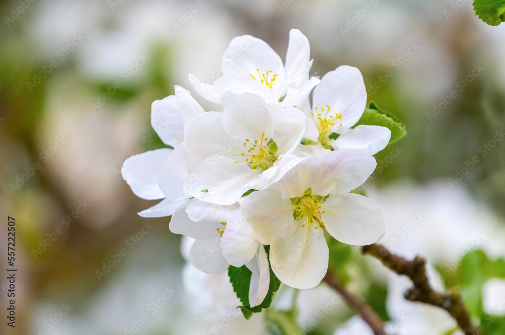 A branch of an apple tree with white flowers on a tree in the garden
