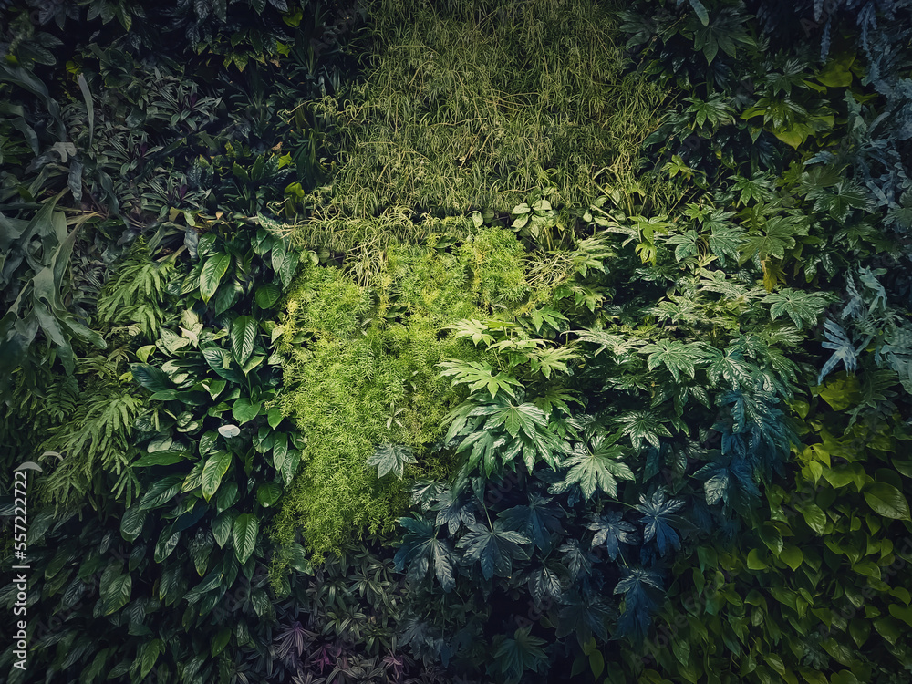 Fototapeta premium Tropical plants texture wall with many different vegetation leaves. Green wild herbs natural background. Fresh jungle foliage