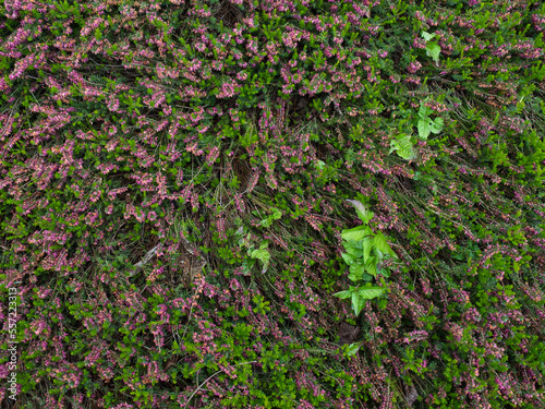 Field of spiraea plant shot from above with some green leaves in it