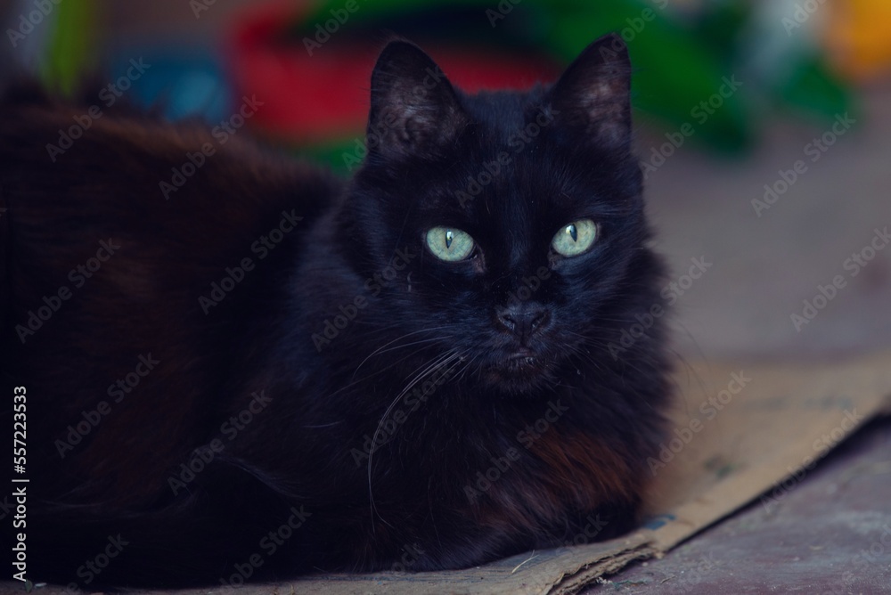 Retrato de gata negra 