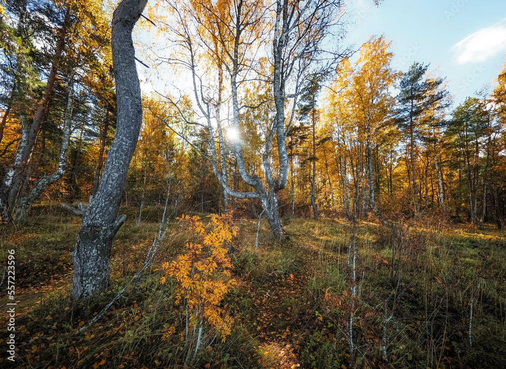 autumn in the forest