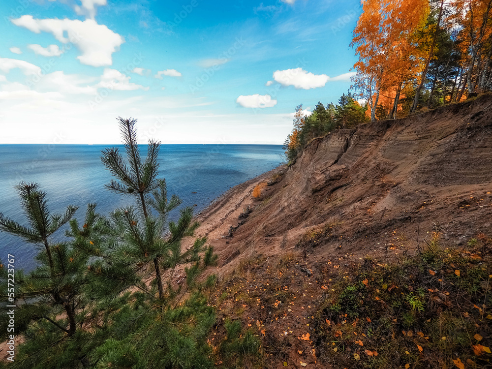 Fototapeta premium tree on the beach