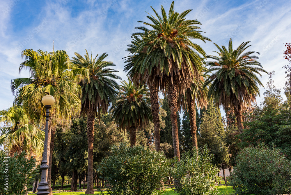 Fototapeta premium Viale con palme nel parco di Villa Giulia, città di Palermo IT