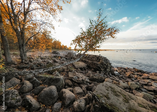 tree on the beach