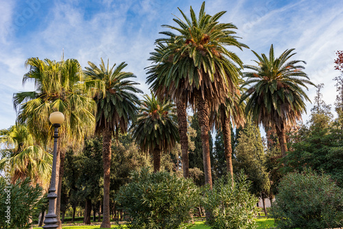 Viale con palme nel parco di Villa Giulia, città di Palermo IT