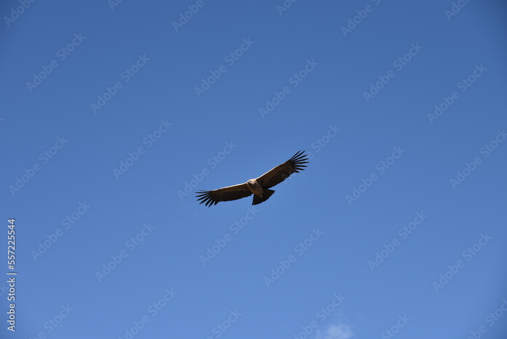 Condor du canyon de Colca au Pérou Condor du canyon de Colca au Pérou