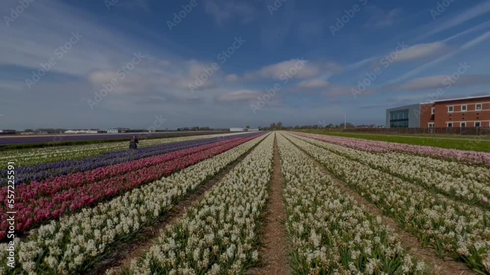 Tulip fields in Bloemendaal, Netherlands Tulip fields in Bloemendaal, Netherlands