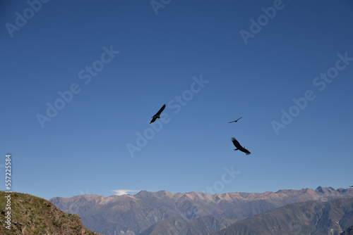 Vol de condors dans le canyon de Colca. Pérou