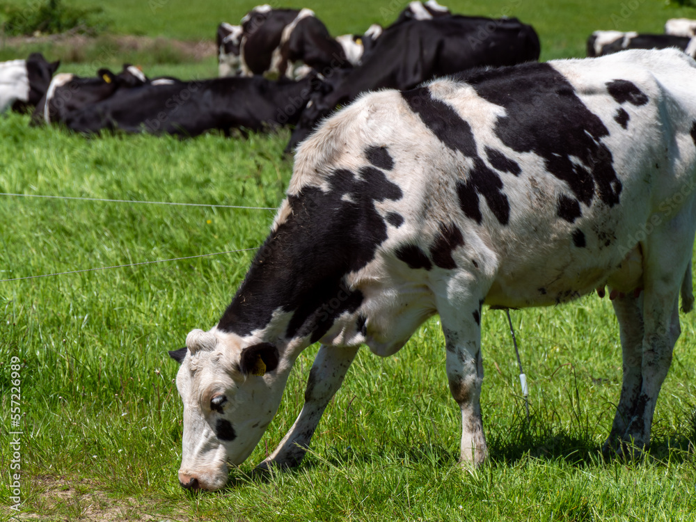A white cow with black spots on a farmer's field in spring. Livestock farm. White and black cow on green grass field