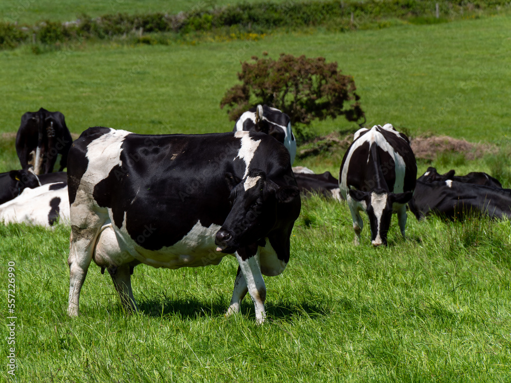 Several cows are eating grass on a sunny spring day. Cattle on a livestock farm. Agricultural landscape. Organic Irish farm. Black and white cow on green grass field