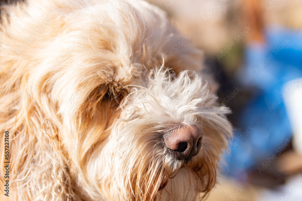 shaggy dog closeup shaggy dog closeup
