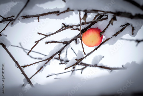 Winter apples tree. Winter day in the orchard. On the branches of the trees there are red, unpicked apples.