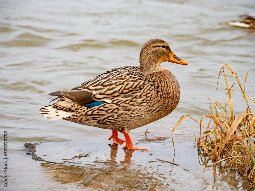 duck