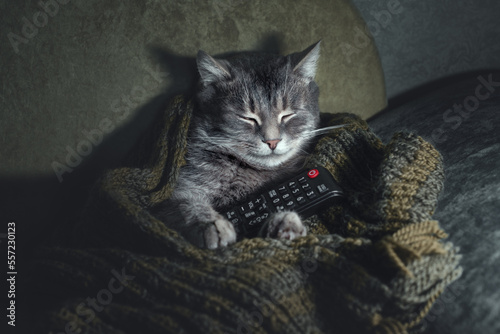 Photography Gray striped cat sleeping on couch with TV remote control