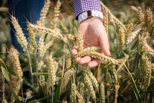 Überprüfung des reifen Getreides durch eine Landwirtin, mit den Händen. photo