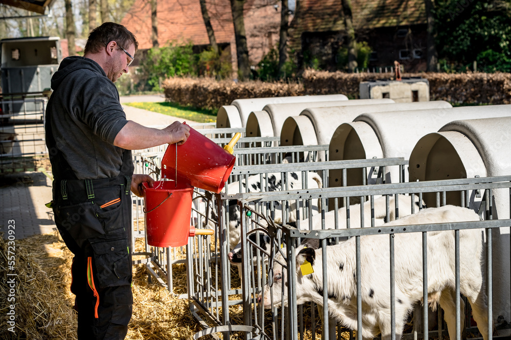 Kälberaufzucht - Landwirt bereitet einenTränkeeimer mit Milch für ein kleines Kalb vor. - obrazy, fototapety, plakaty 